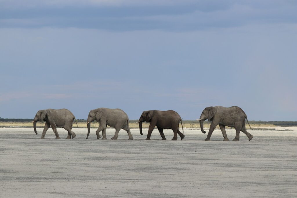 Nxai Pan National Park
