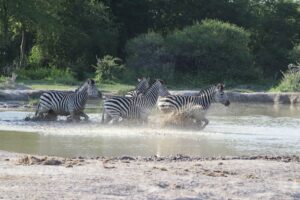 Game viewing is at its best from December to April, after the summer rains have revitalized the salt pans.