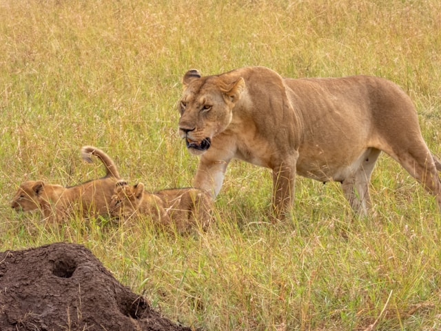 Tanzania Photography Tours and Safaris