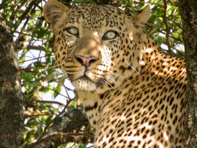 Tanzania Photography Tours and Safaris