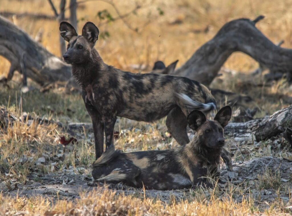  Moremi Game Reserve