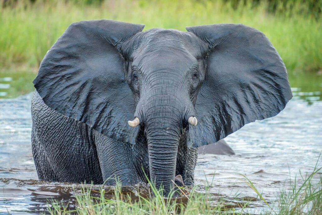 Okavango Delta