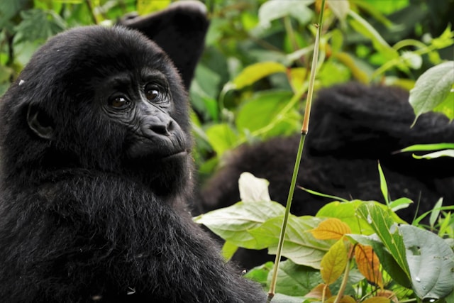 Uganda Country Factsheet