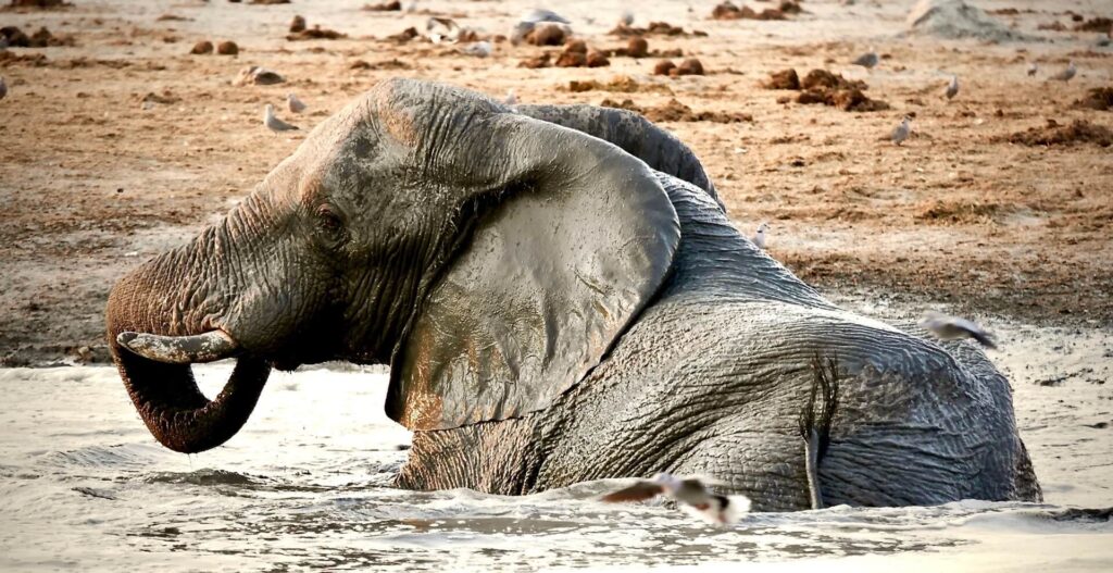 Savute Elephant Camp